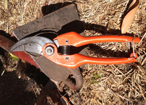 Secateurs