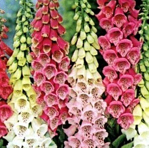 foxglove